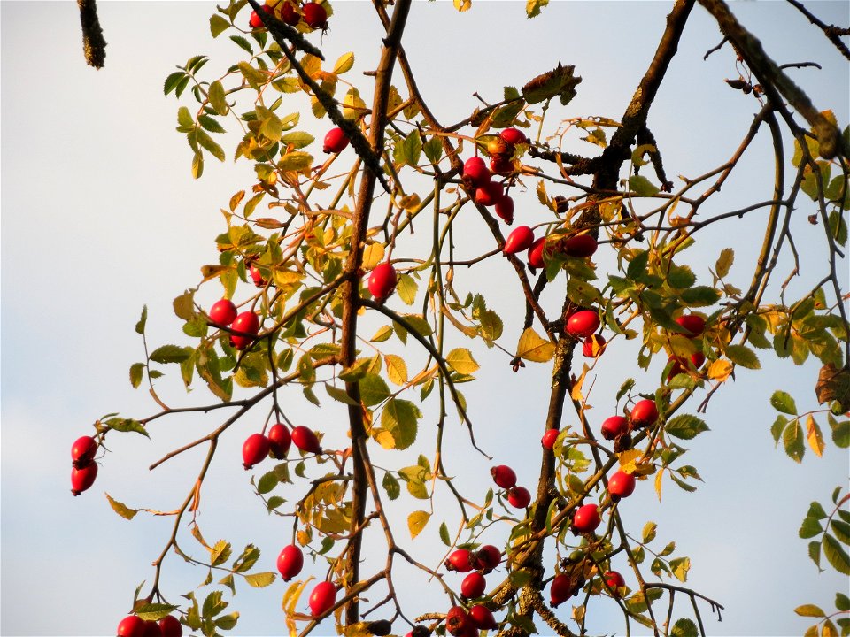 Hunds-Rose (Rosa canina) im Hockenheimer Rheinbogen