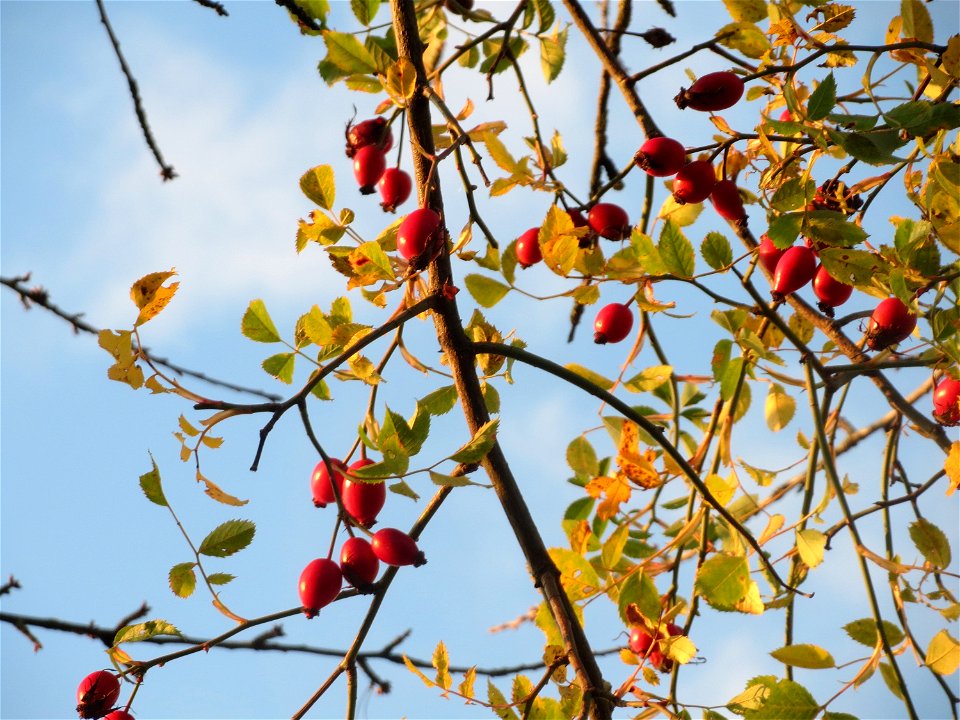Hunds-Rose (Rosa canina) im Hockenheimer Rheinbogen