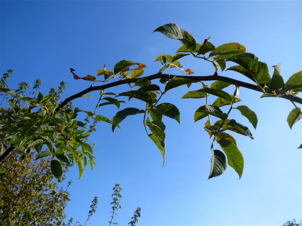 Blätter der Hunds-Rose (Rosa canina) in Hockenheim