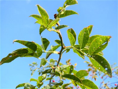 Blätter der Hunds-Rose (Rosa canina) in Hockenheim