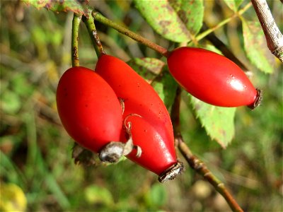 Hagebutten der Hunds-Rose (Rosa canina) in Hockenheim