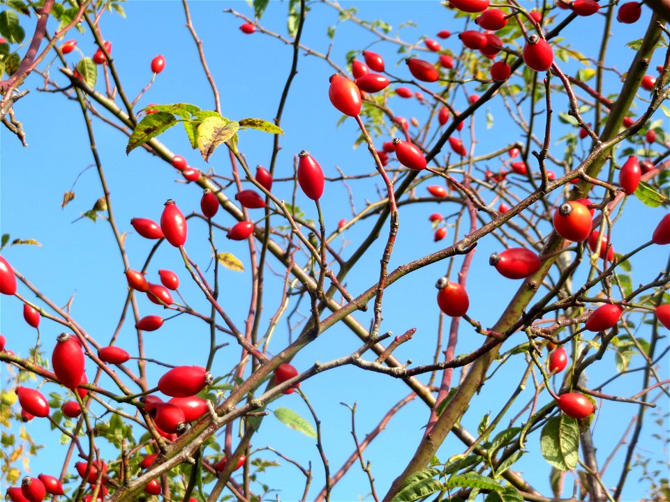 Hagebutten der Hunds-Rose (Rosa canina) in Hockenheim