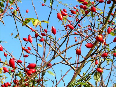 Hagebutten der Hunds-Rose (Rosa canina) in Hockenheim
