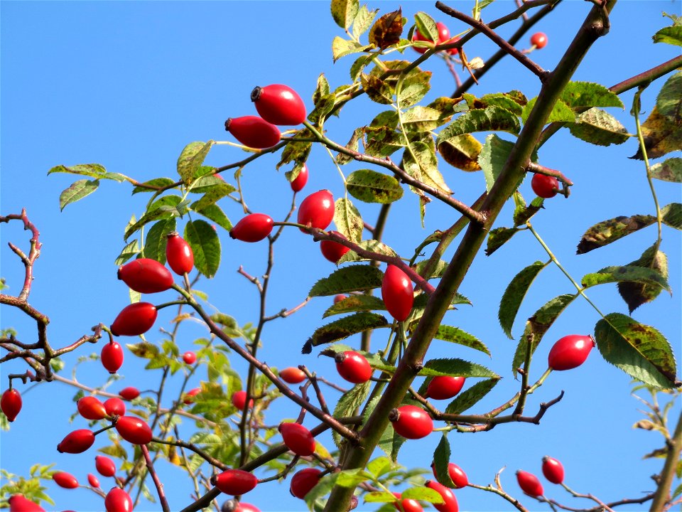 Hagebutten der Hunds-Rose (Rosa canina) in Hockenheim