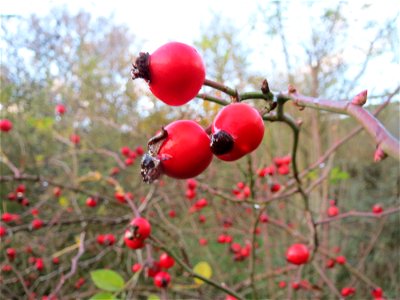 Hunds-Rose (Rosa canina) in Hockenheim