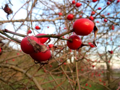 Hunds-Rose (Rosa canina) in Hockenheim