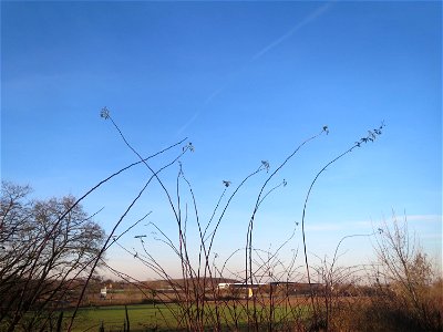 Hunds-Rose (Rosa canina) bei Reilingen - typischer Habitus mit den weit ausladenden bogig überhängendenden Zweigen