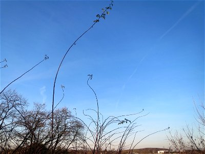 Hunds-Rose (Rosa canina) bei Reilingen - typischer Habitus mit den weit ausladenden Stielen
