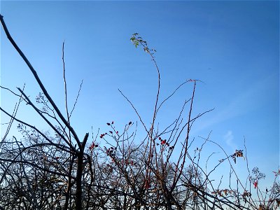 Hunds-Rose (Rosa canina) bei Reilingen - typischer Habitus mit den weit ausladenden bogig überhängendenden Zweigen