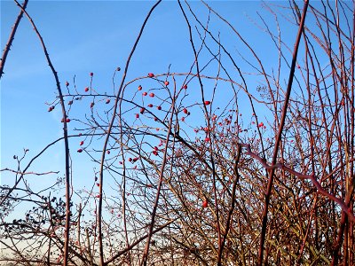 Hunds-Rose (Rosa canina) bei Reilingen - typischer Habitus mit den weit ausladenden bogig überhängendenden Zweigen