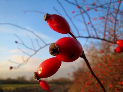 Hagebutten der Hunds-Rose (Rosa canina) in Hockenheim