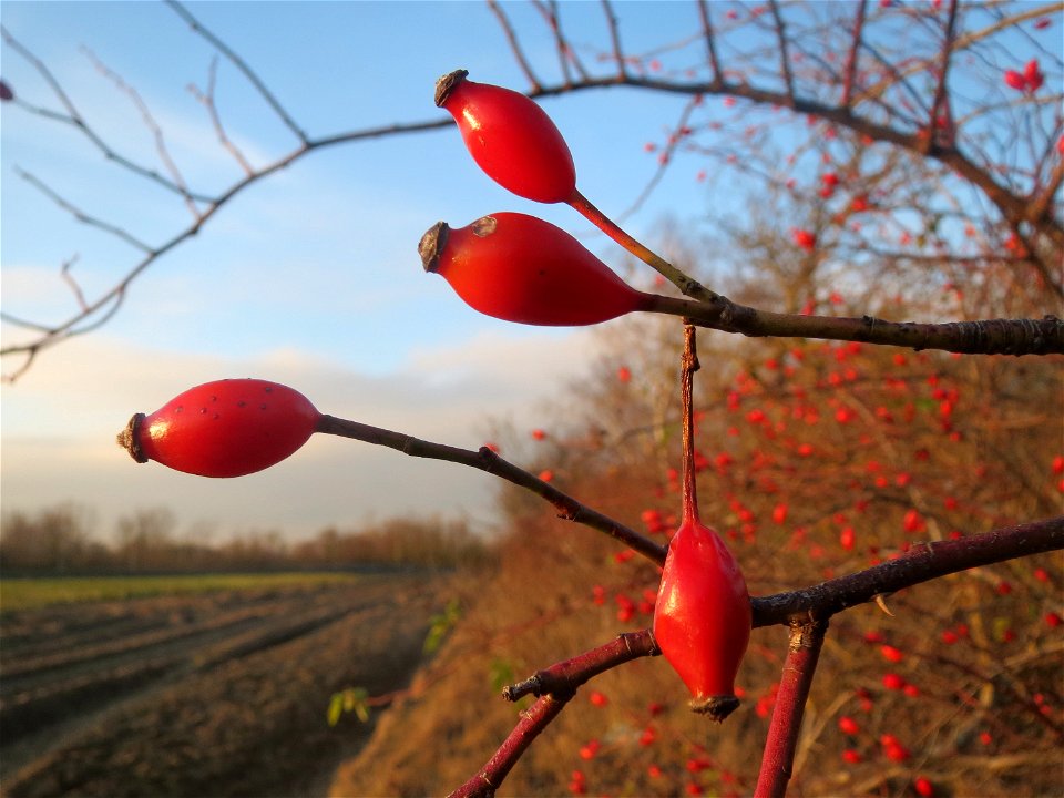 Hagebutten der Hunds-Rose (Rosa canina) in Hockenheim
