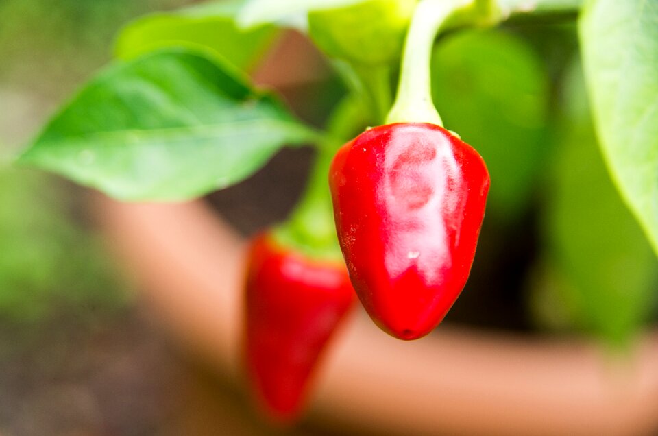 Cooking pepper spicy