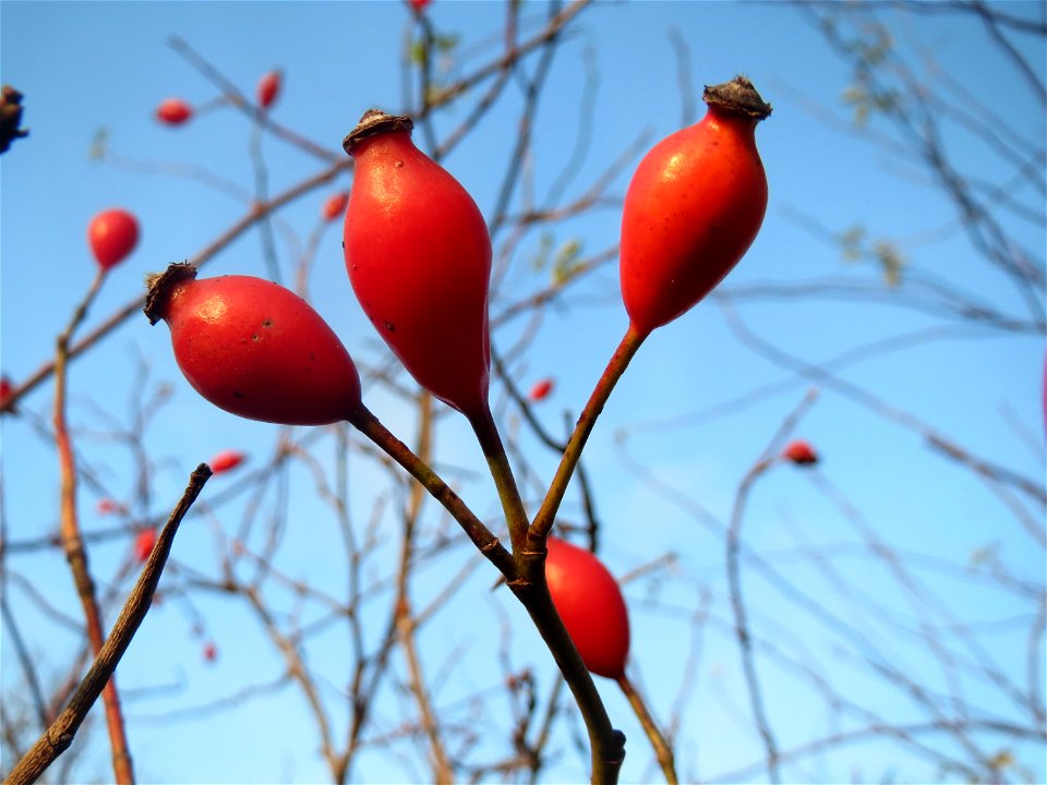 Hagebutten der Hunds-Rose (Rosa canina) in Hockenheim - Früchte und Stiele sind ganz glatt