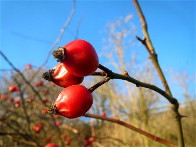 Hagebutten der Hunds-Rose (Rosa canina) an der A61 bei Hockenheim