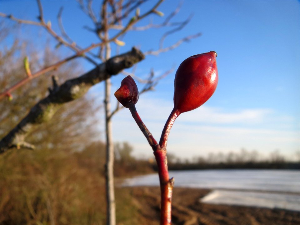 Hagebutte der Hunds-Rose (Rosa canina) in Hockenheim