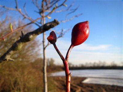 Hagebutte der Hunds-Rose (Rosa canina) in Hockenheim