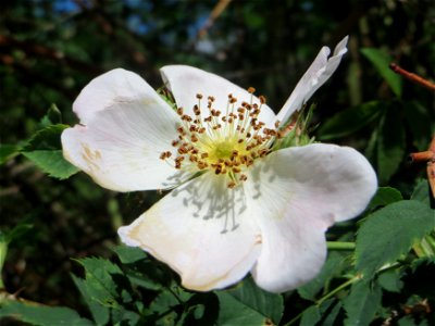Hunds-Rose (Rosa canina) in Saarbrücken