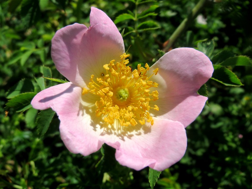 Hunds-Rose (Rosa canina) an der Saar in Saarbrücken