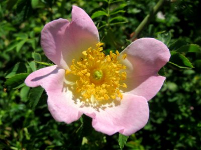 Hunds-Rose (Rosa canina) an der Saar in Saarbrücken