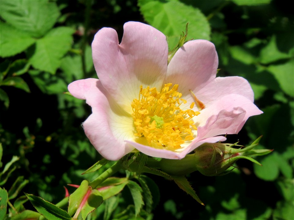 Hunds-Rose (Rosa canina) an der Saar in Saarbrücken