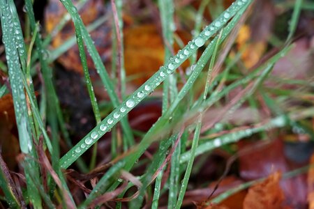 Flora drops raindrop