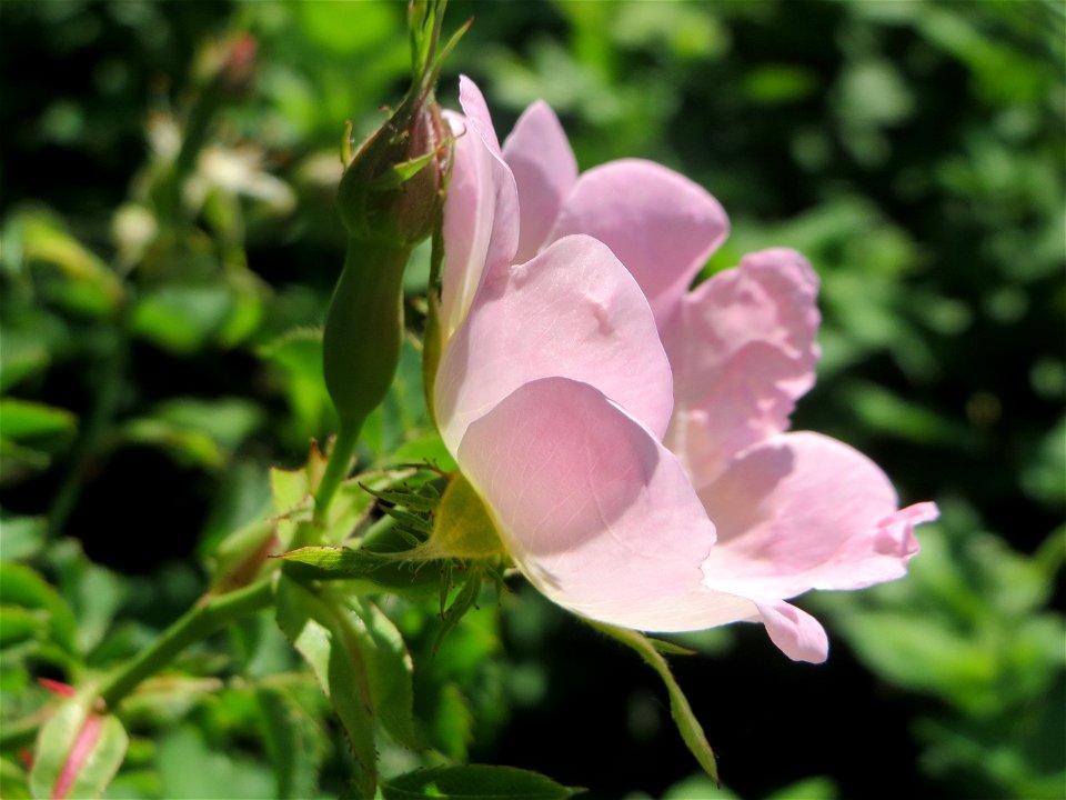 Hunds-Rose (Rosa canina) an der Saar in Saarbrücken
