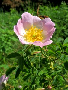 Hunds-Rose (Rosa canina) an der Saar in Saarbrücken