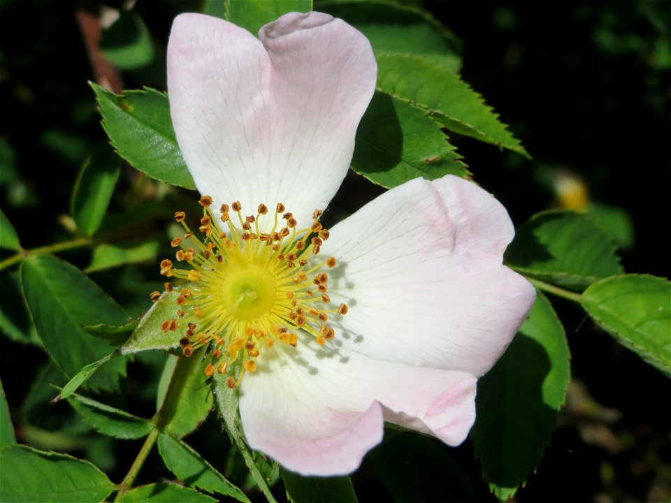 Hunds-Rose (Rosa canina) an der Saar in Saarbrücken