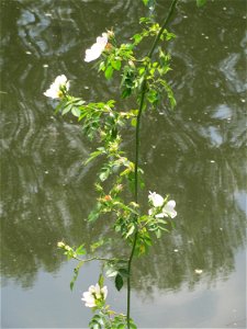 Hunds-Rose (Rosa canina) an der Saar in Saarbrücken