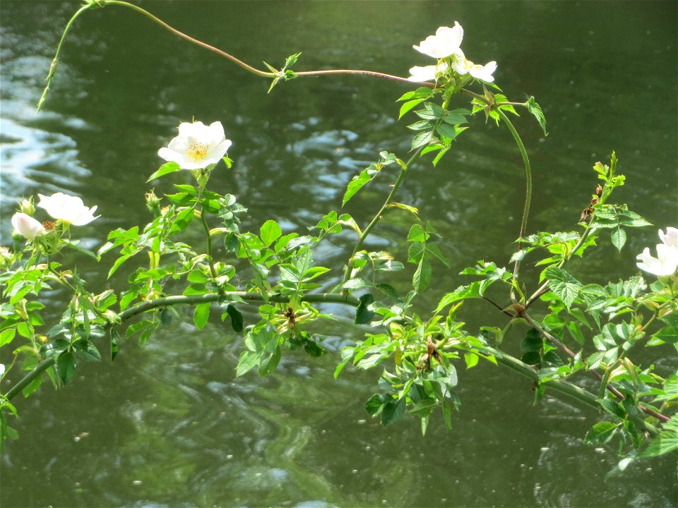 Hunds-Rose (Rosa canina) an der Saar in Saarbrücken