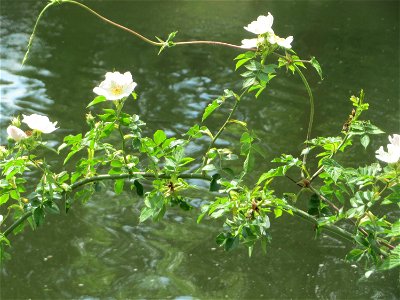 Hunds-Rose (Rosa canina) an der Saar in Saarbrücken