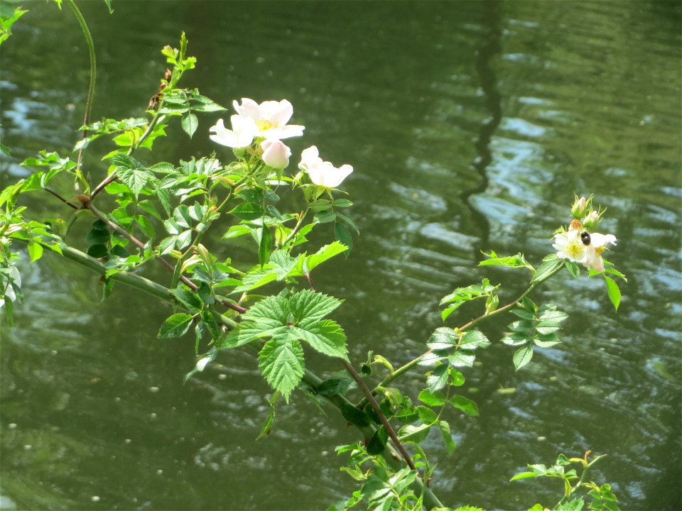 Hunds-Rose (Rosa canina) an der Saar in Saarbrücken