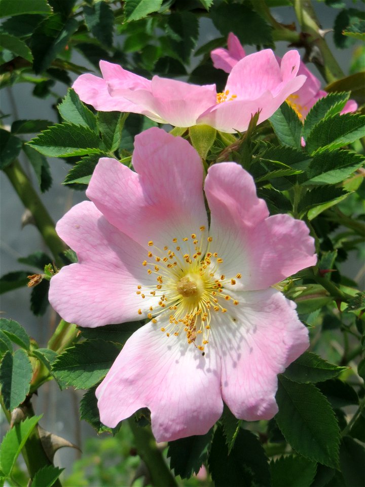 Hunds-Rose (Rosa canina) an der Saar in Saarbrücken