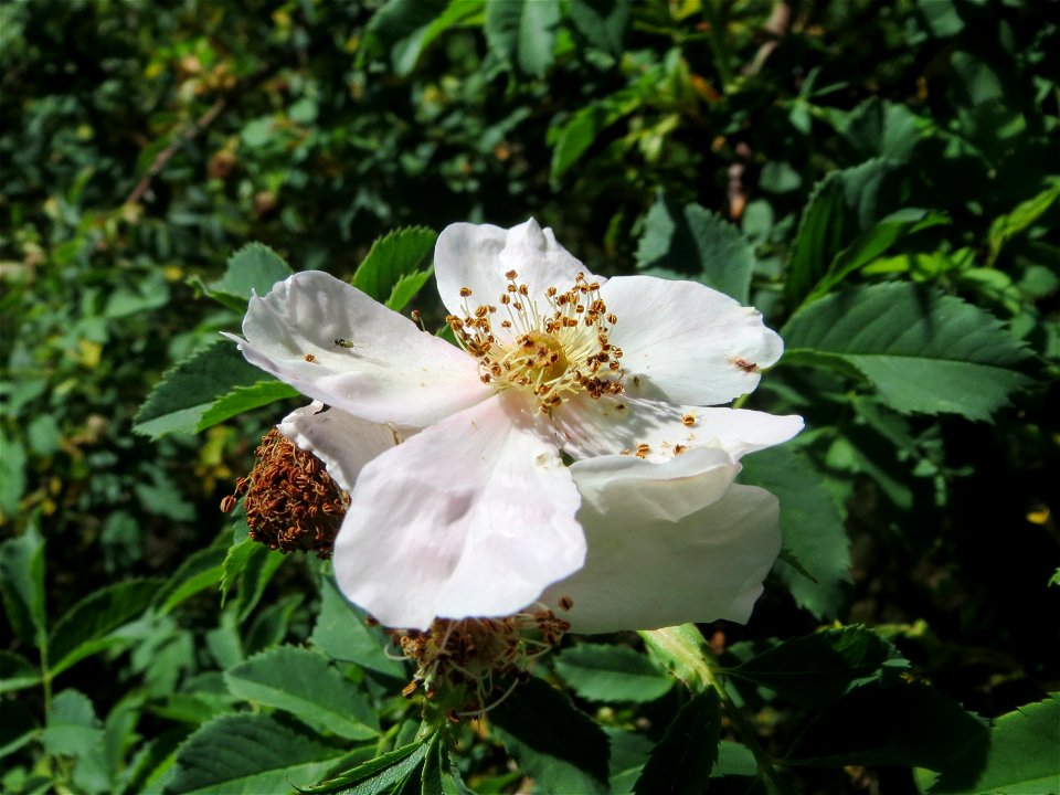 Hunds-Rose (Rosa canina) im Almet in Sankt Arnual