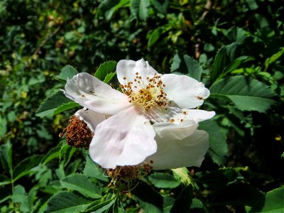 Hunds-Rose (Rosa canina) im Almet in Sankt Arnual