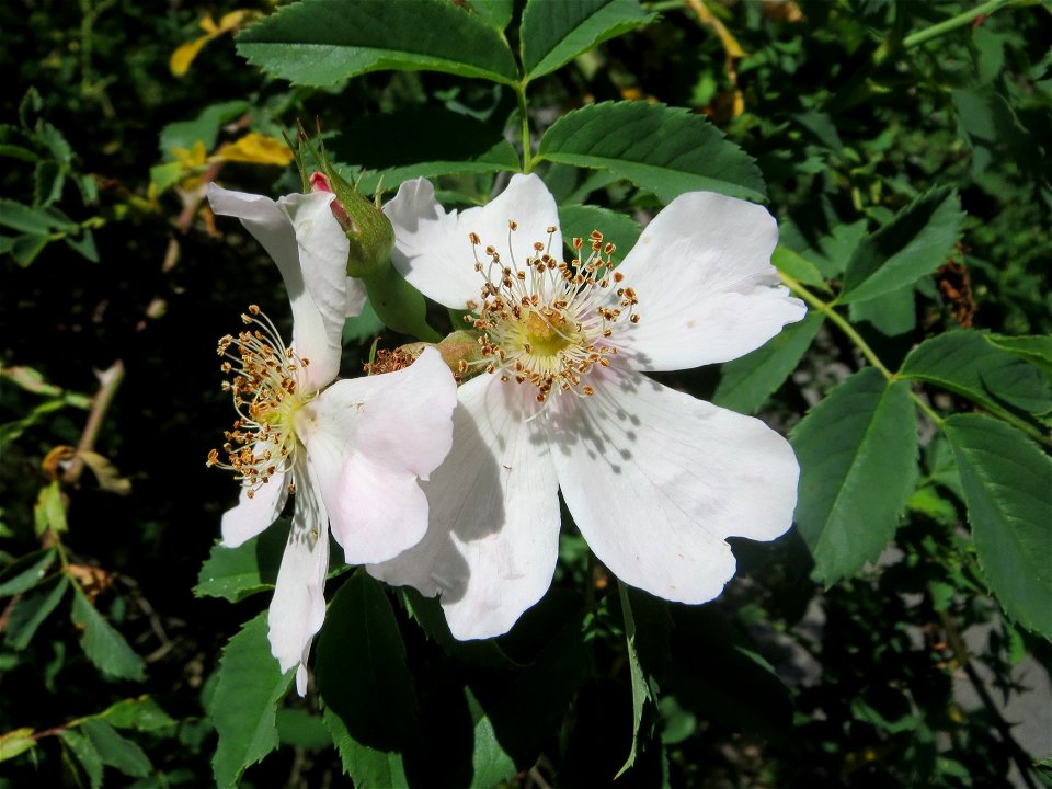 Hunds-Rose (Rosa canina) im Almet in Sankt Arnual