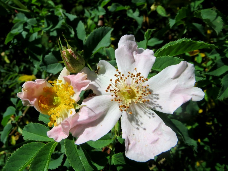 Hunds-Rose (Rosa canina) im Almet in Sankt Arnual