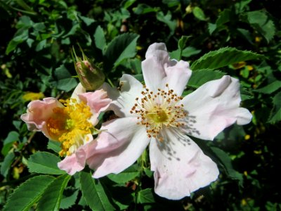 Hunds-Rose (Rosa canina) im Almet in Sankt Arnual