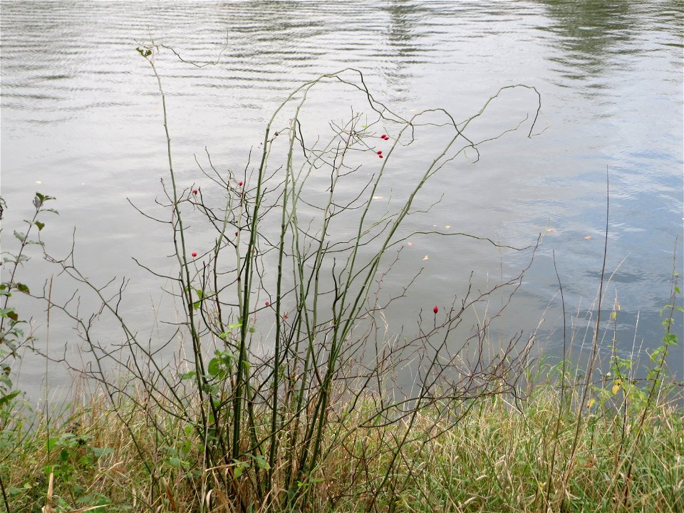 Hunds-Rose (Rosa canina) an der Saar in Saarbrücken