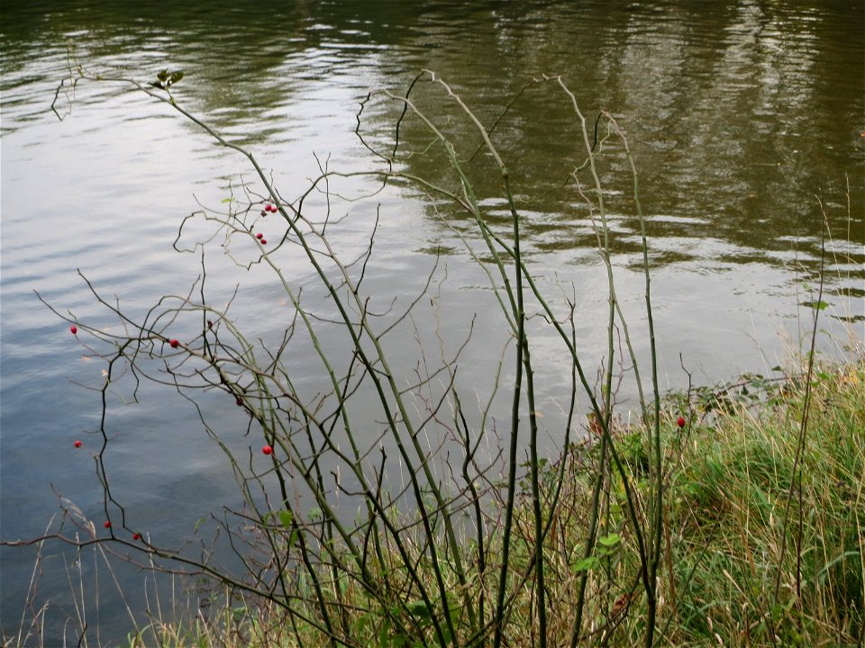 Hunds-Rose (Rosa canina) an der Saar in Saarbrücken