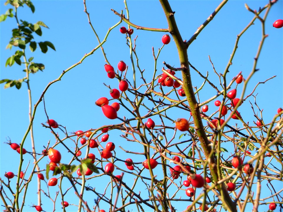 Hagebutten der Hunds-Rose (Rosa canina) bei Neulußheim