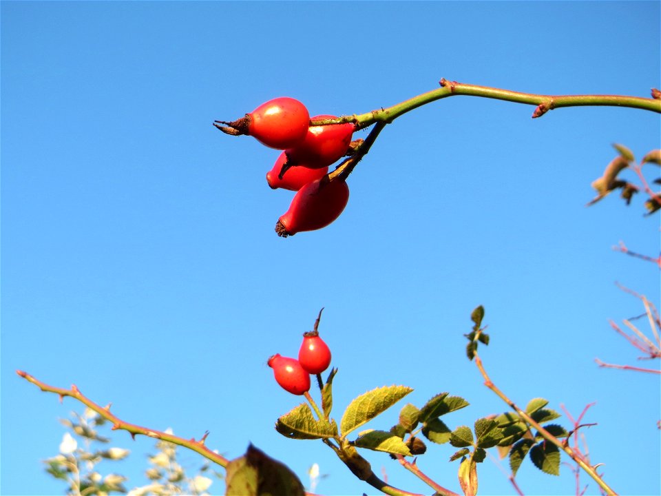 Hagebutten der Hunds-Rose (Rosa canina) in Hockenheim