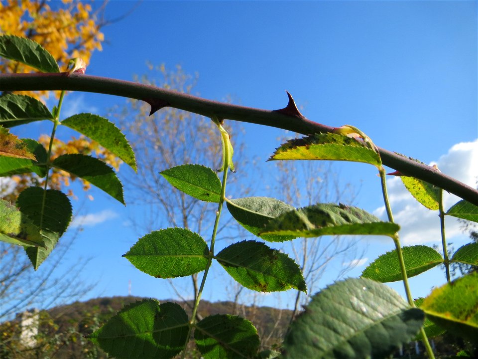 Hunds-Rose (Rosa canina) am Osthafen Saarbrücken