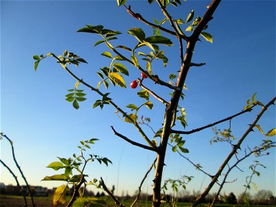 Hunds-Rose (Rosa canina) bei Hockenheim