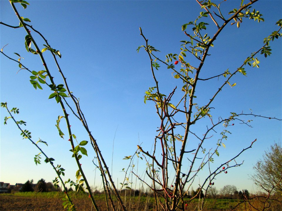 Hunds-Rose (Rosa canina) bei Hockenheim