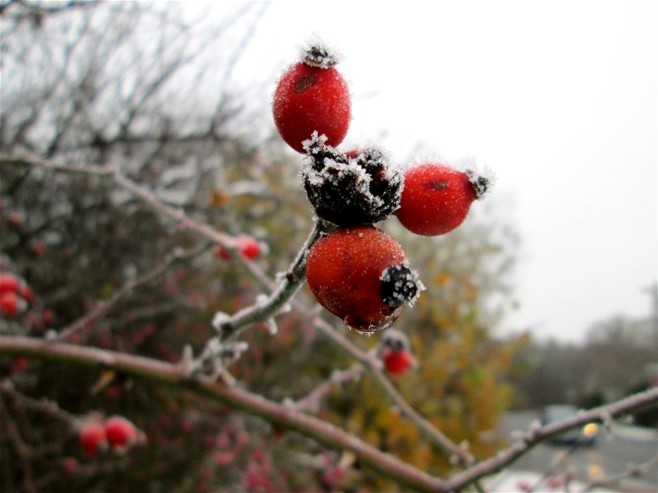 Vereiste Hagebutten der Hunds-Rose (Rosa canina) am Stadtrand von Hockenheim nach dem Wintereinbruch am 1. Dezember 2017