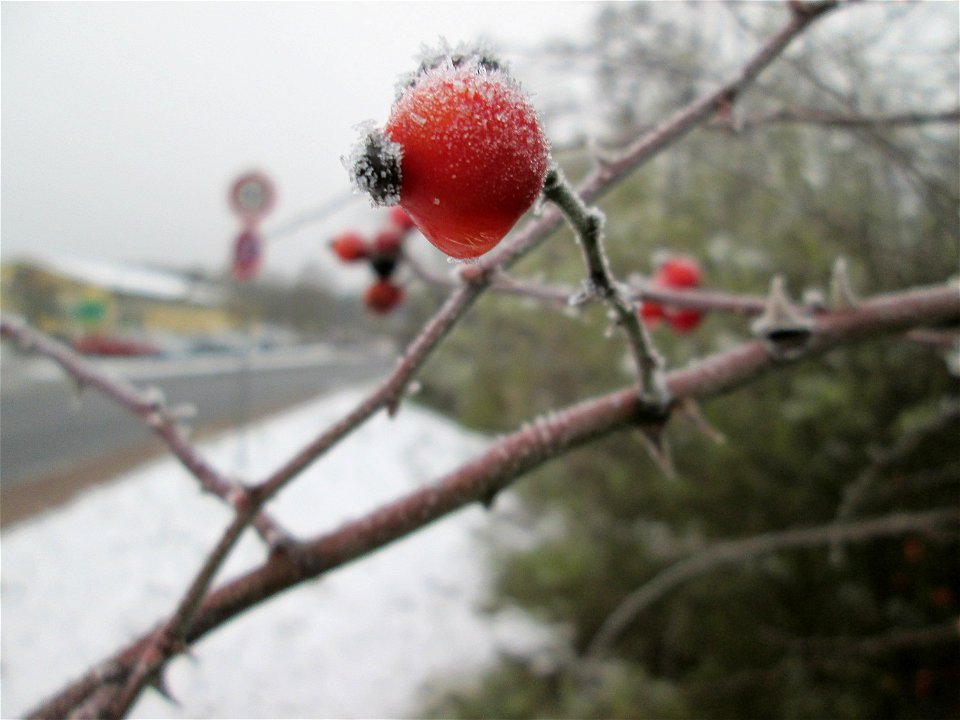 Vereiste Hagebutten der Hunds-Rose (Rosa canina) am Stadtrand von Hockenheim nach dem Wintereinbruch am 1. Dezember 2017