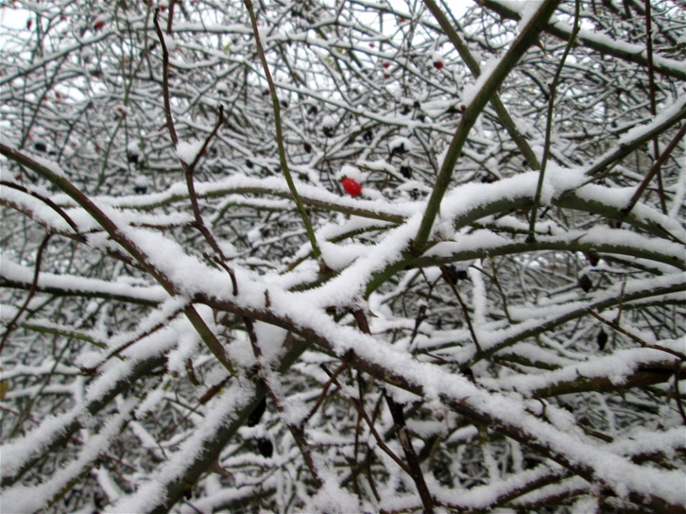 Hunds-Rose (Rosa canina) an der A61 bei Hockenheim bei Neuschnee am 3. Dezember 2017