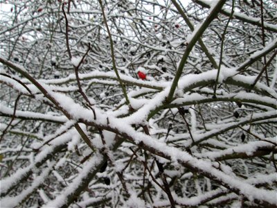 Hunds-Rose (Rosa canina) an der A61 bei Hockenheim bei Neuschnee am 3. Dezember 2017